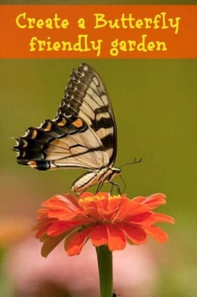 Create a butterfly friendly garden