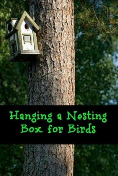 How to House a Garden Bird – Hanging a Nesting Box