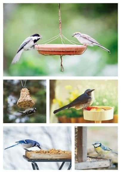 How to Create A Buffet for Garden Birds