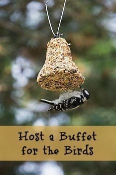 host a buffet for the birds title