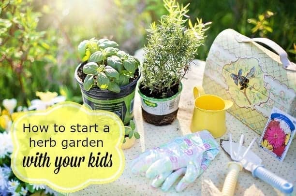How to start a herb garden with your kids