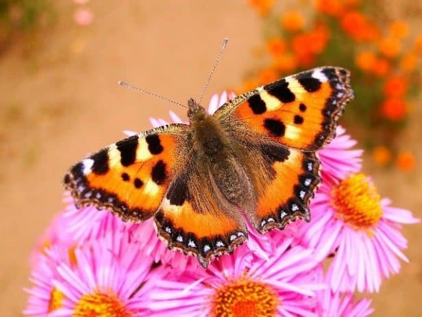 Create a Butterfly friendly garden
