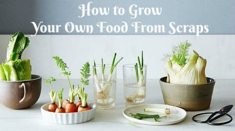 Grow Your Own Food From Scraps #HowTo