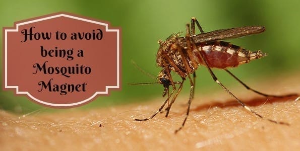 How to avoid being a Mosquito Magnet