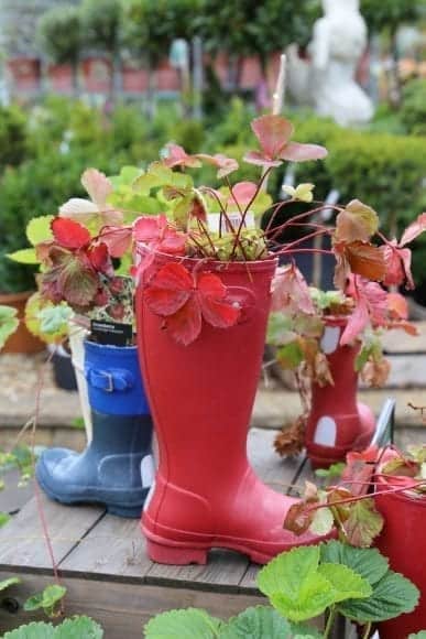 Growing a vegetable garden with strawberries grown in gum boots